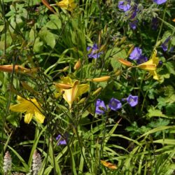 Hemerocallis Corky