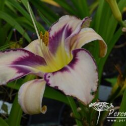 Hemerocallis Destined To See