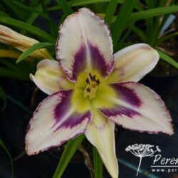 Hemerocallis Destined To See