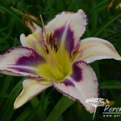 Hemerocallis Destined To See