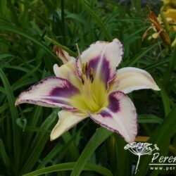 Hemerocallis Destined To See