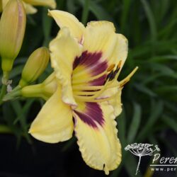 Hemerocallis El Desperado