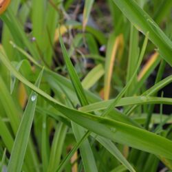 Hemerocallis El Desperado