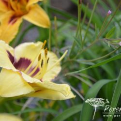 Hemerocallis El Desperado