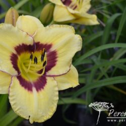 Hemerocallis El Desperado