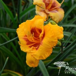 Hemerocallis Fooled Me