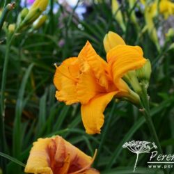 Hemerocallis Fooled Me