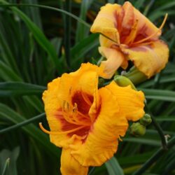 Hemerocallis Fooled Me