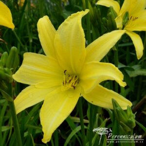 Hemerocallis Giant Moon