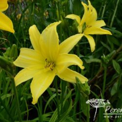 Hemerocallis Giant Moon