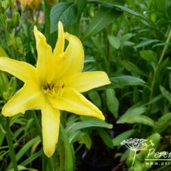 Hemerocallis Giant Moon