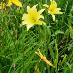 Hemerocallis Giant Moon