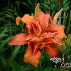 Hemerocallis Kwanso