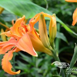 Hemerocallis Kwanso