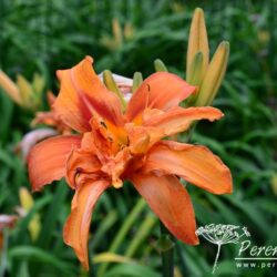 Hemerocallis Kwanso