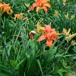 Hemerocallis Kwanso