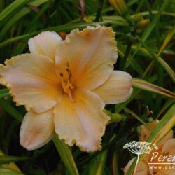 Hemerocallis Pretty Miss