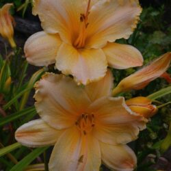 Hemerocallis Pretty Miss