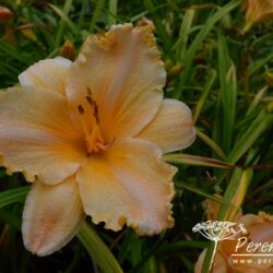 Hemerocallis Pretty Miss