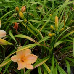 Hemerocallis Pretty Miss