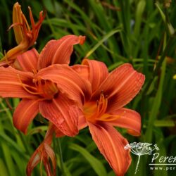 Hemerocallis Rajah