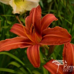 Hemerocallis Rajah