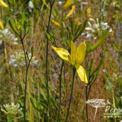 Hemerocallis citrina