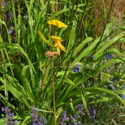 Hemerocallis citrina