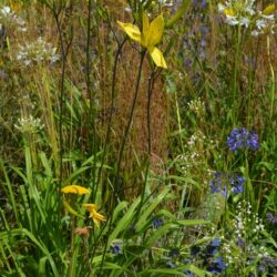 Hemerocallis citrina