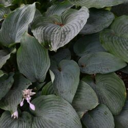 Hosta Blue Angel