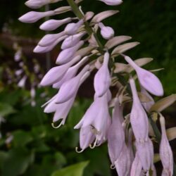 Hosta Blue Angel