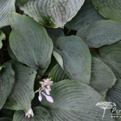 Hosta Blue Angel