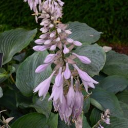 Hosta Blue Angel