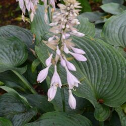 Hosta Blue Angel