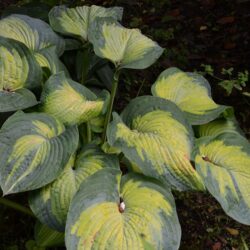 Hosta Borwick Beauty