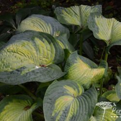 Hosta Borwick Beauty