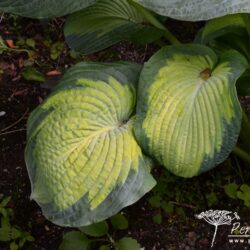 Hosta Borwick Beauty