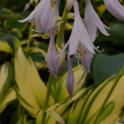 Hosta Choko Nishiki