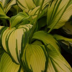 Hosta Choko Nishiki