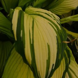 Hosta Choko Nishiki