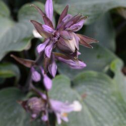 Hosta Devon Blue