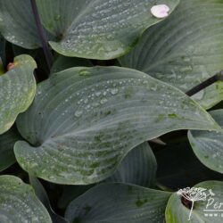 Hosta Devon Blue