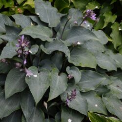 Hosta Devon Blue