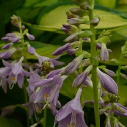 Hosta Emerald Tiara