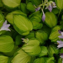 Hosta Emerald Tiara