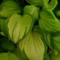 Hosta Emerald Tiara