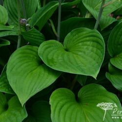 Hosta Fortunei Obscura