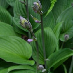 Hosta Fortunei Obscura