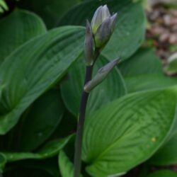 Hosta Fortunei Obscura