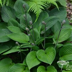 Hosta Fortunei Obscura